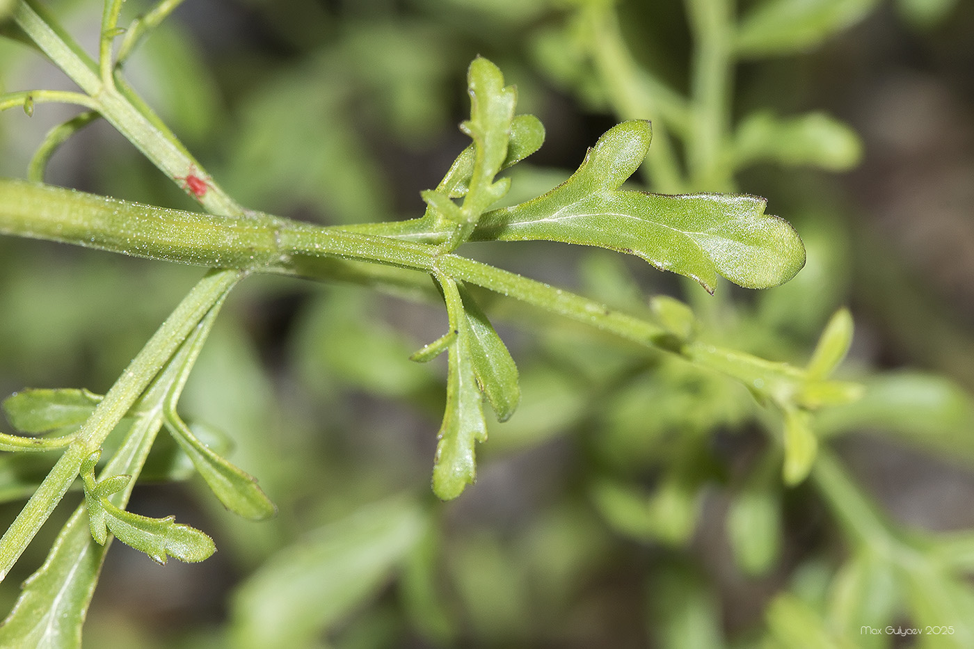 Image of Scrophularia bicolor specimen.