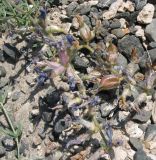 Oxytropis prostrata