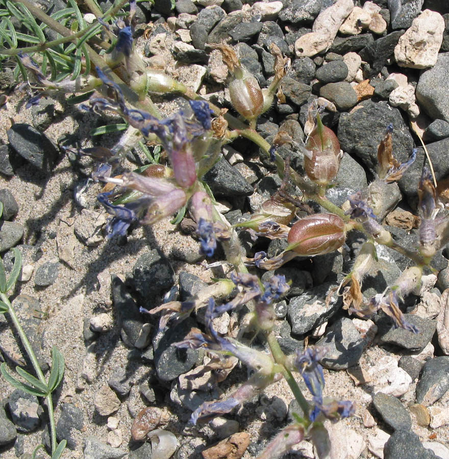 Изображение особи Oxytropis prostrata.