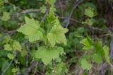 Ribes nigrum. Молодые листья. Мурманск, Октябрьский р-н, в культуре. 03.06.2025.