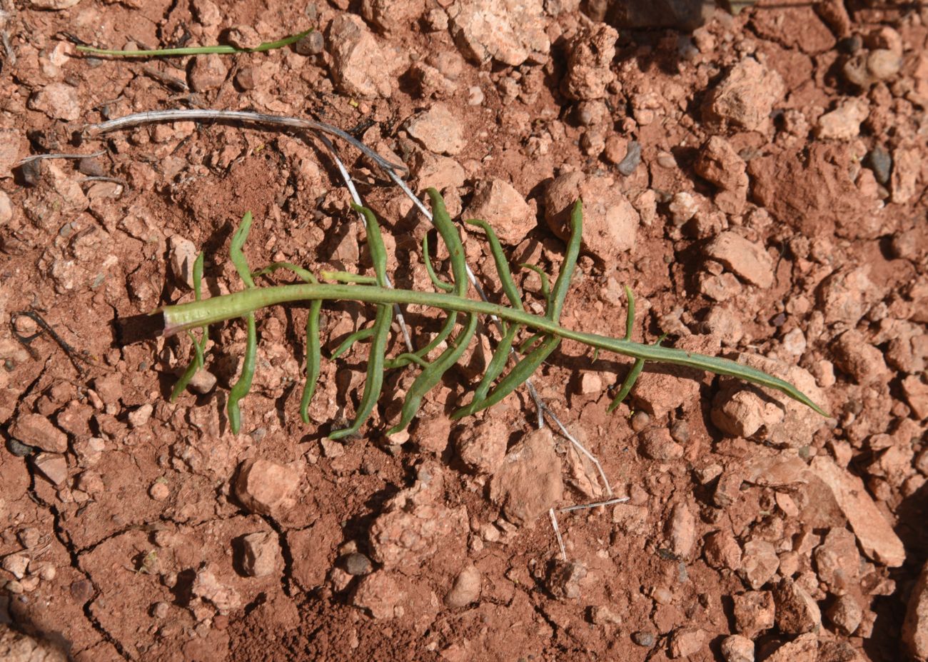Image of Scorzonera meyeri specimen.