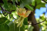 Liriodendron tulipifera