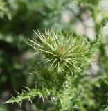 genus Carduus