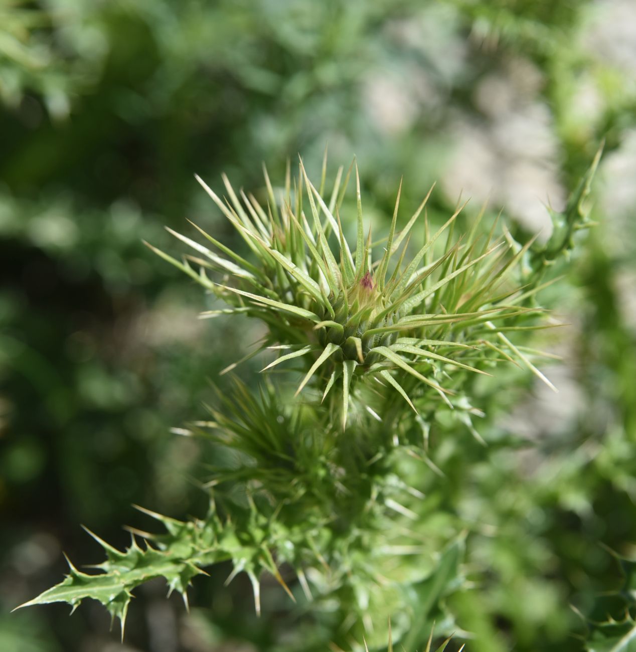 Image of genus Carduus specimen.