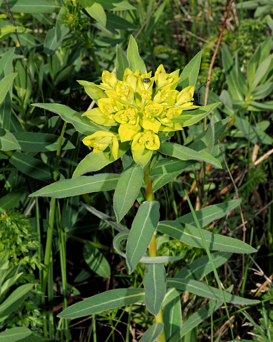 Image of Euphorbia semivillosa specimen.