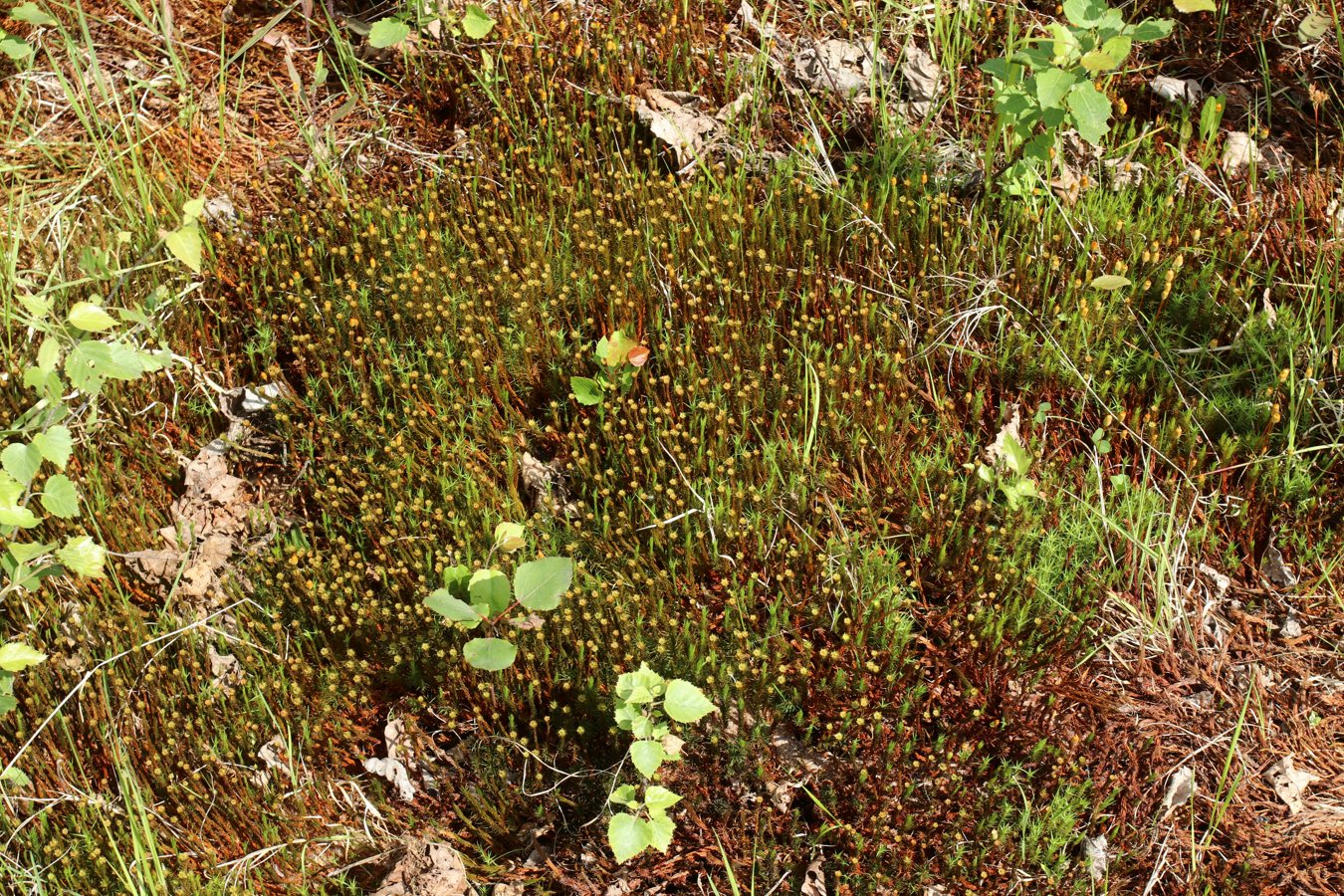 Изображение особи Polytrichum swartzii.