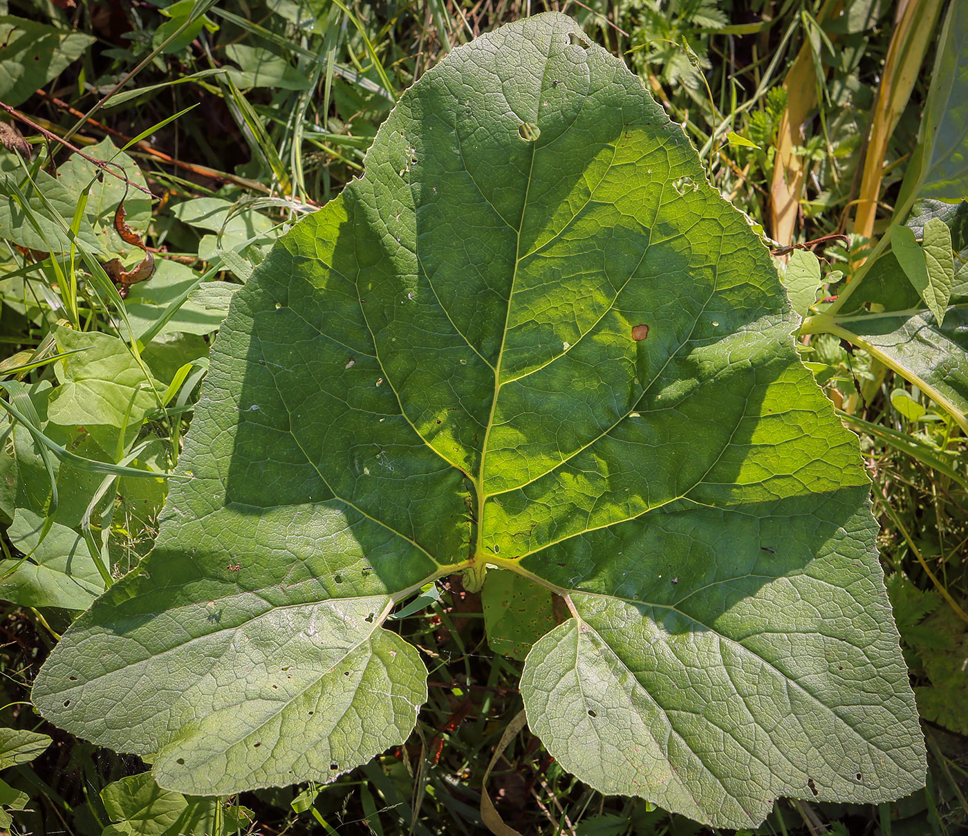 Image of Petasites spurius specimen.