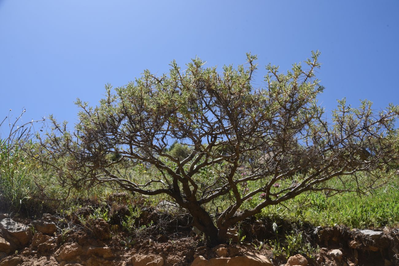Изображение особи род Astragalus.