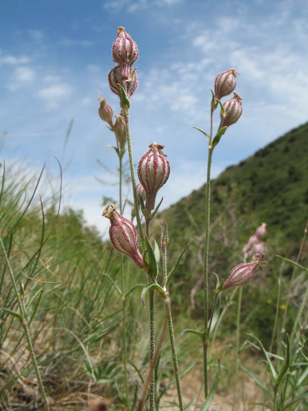 Image of Silene brahuica specimen.
