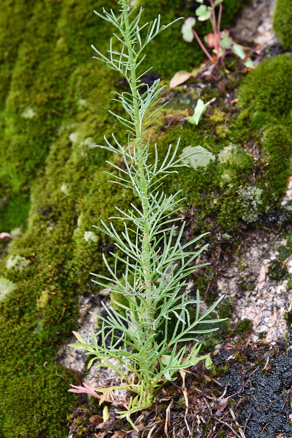 Image of Crupina vulgaris specimen.