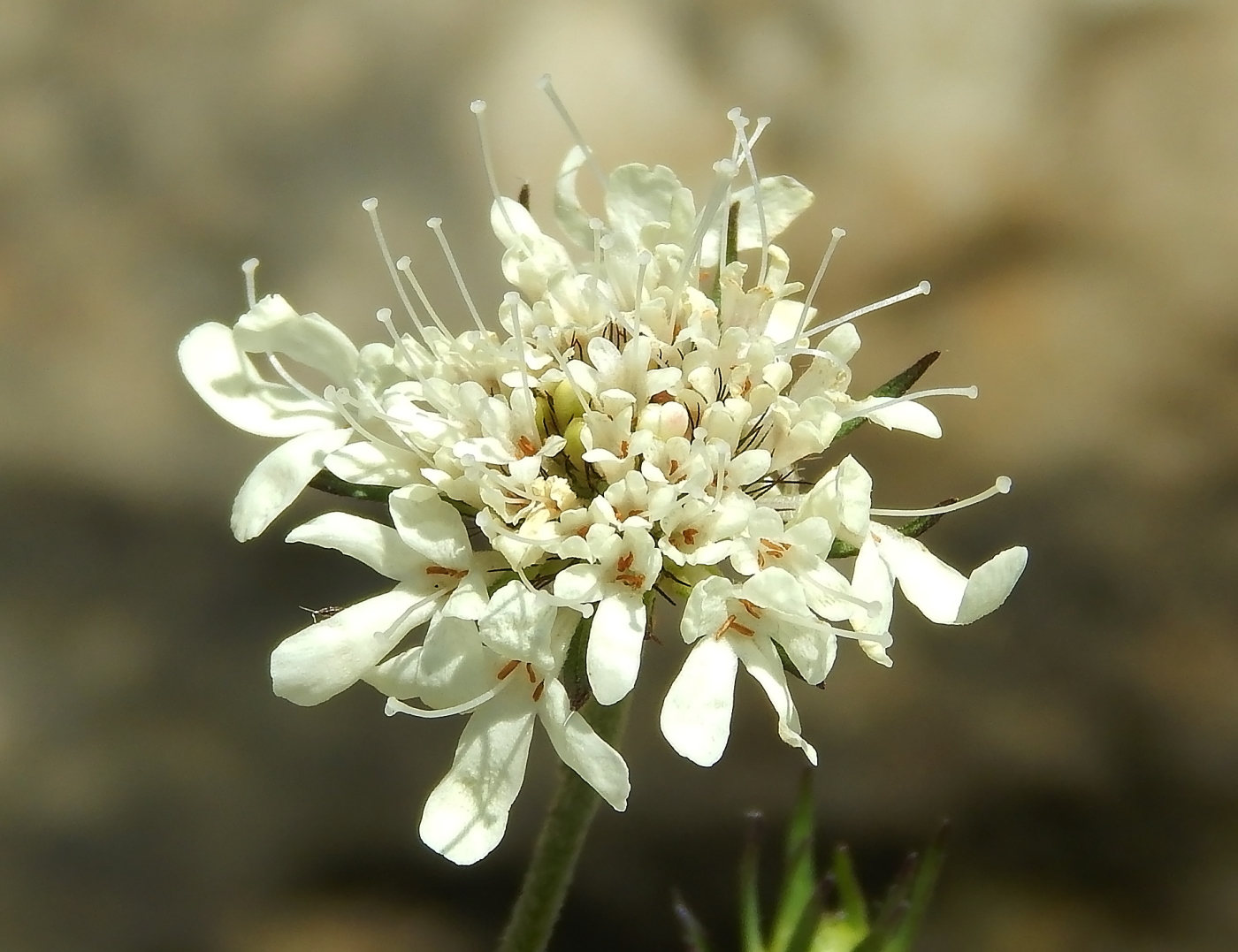 Image of Cephalaria uralensis specimen.