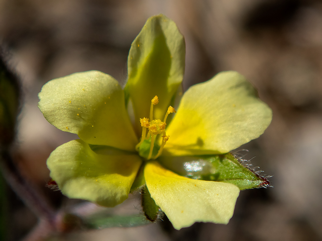 Image of Helianthemum salicifolium specimen.