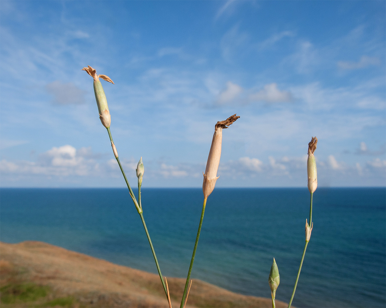 Изображение особи Dianthus elongatus.
