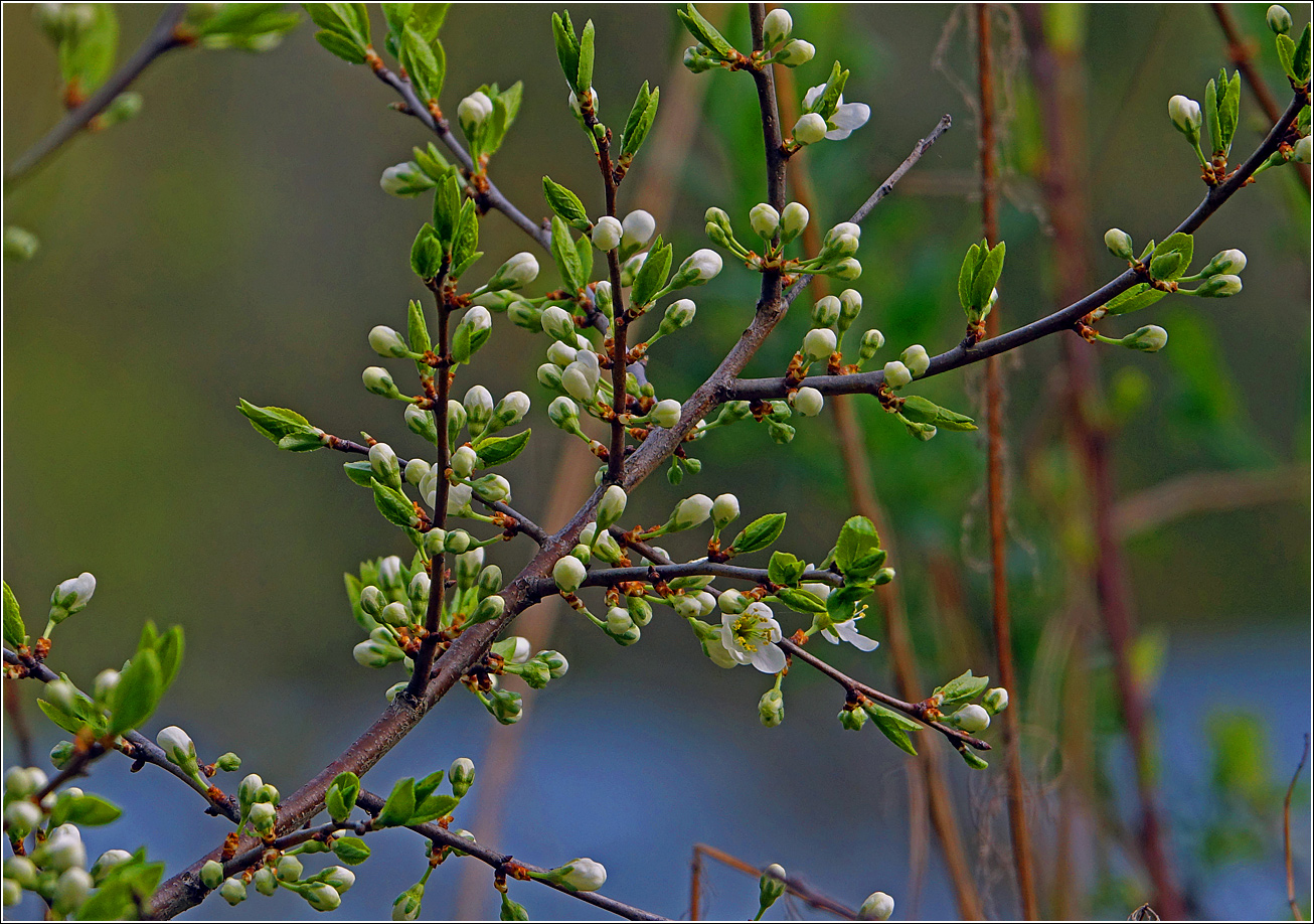 Изображение особи Prunus spinosa.