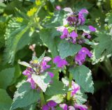 Lamium maculatum