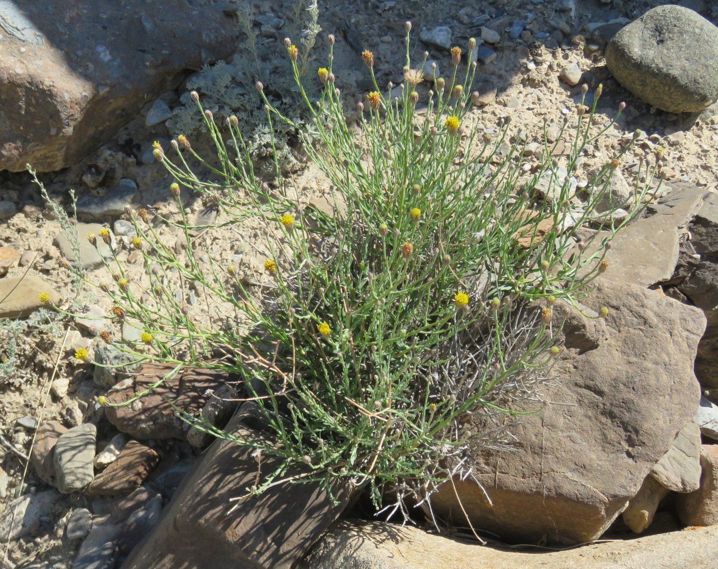 Изображение особи Asterothamnus fruticosus.
