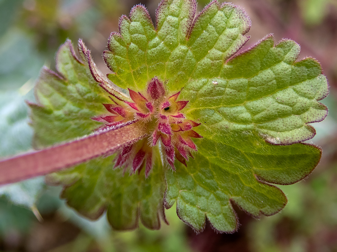 Image of Lamium amplexicaule specimen.