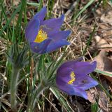 Pulsatilla patens