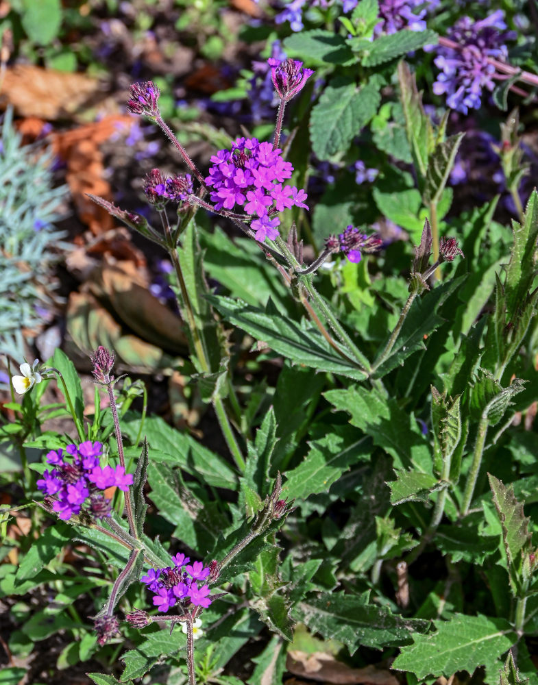 Image of Verbena rigida specimen.