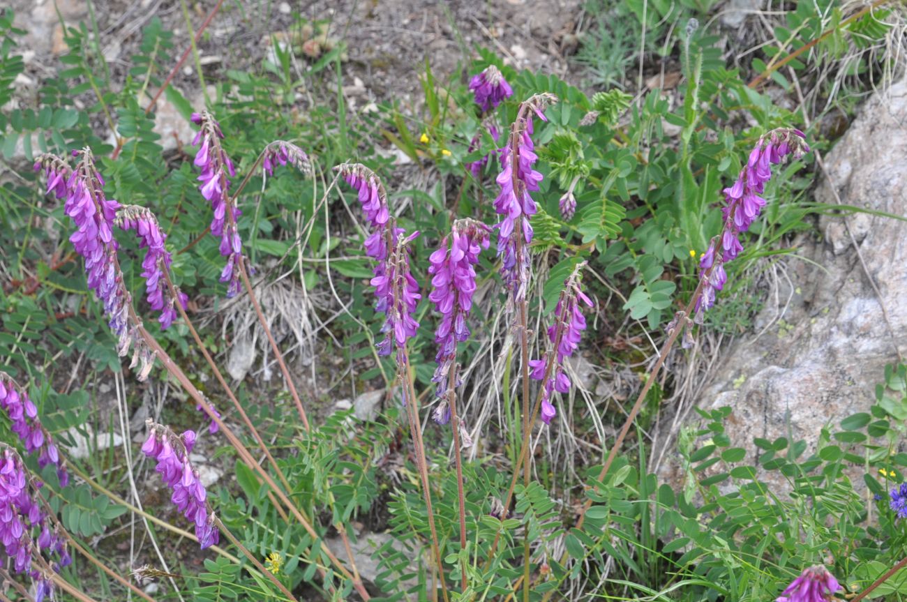 Image of Unknown species specimen.