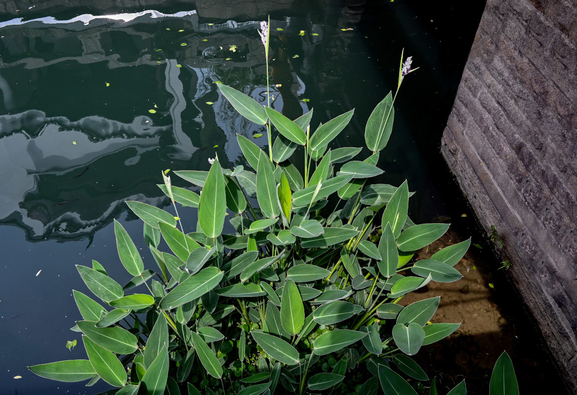 Image of Thalia dealbata specimen.