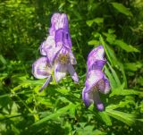 Изображение особи. Автор - Виталий Берков