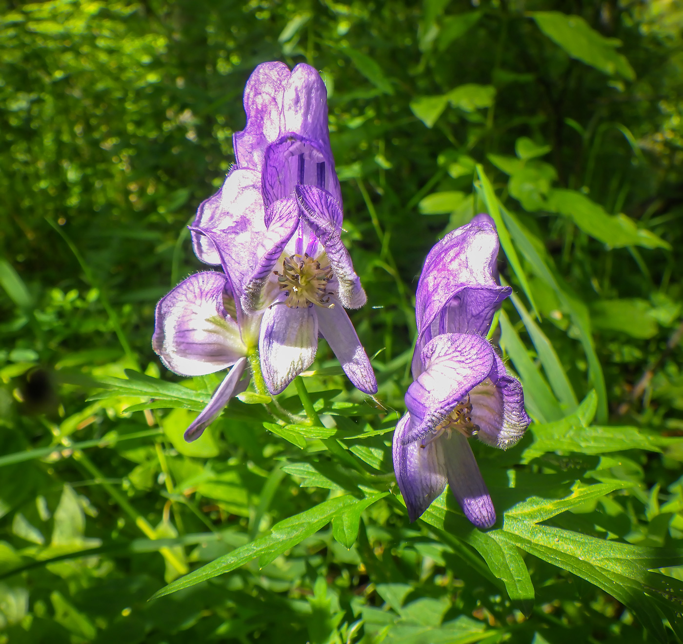 Изображение особи Aconitum karafutense.