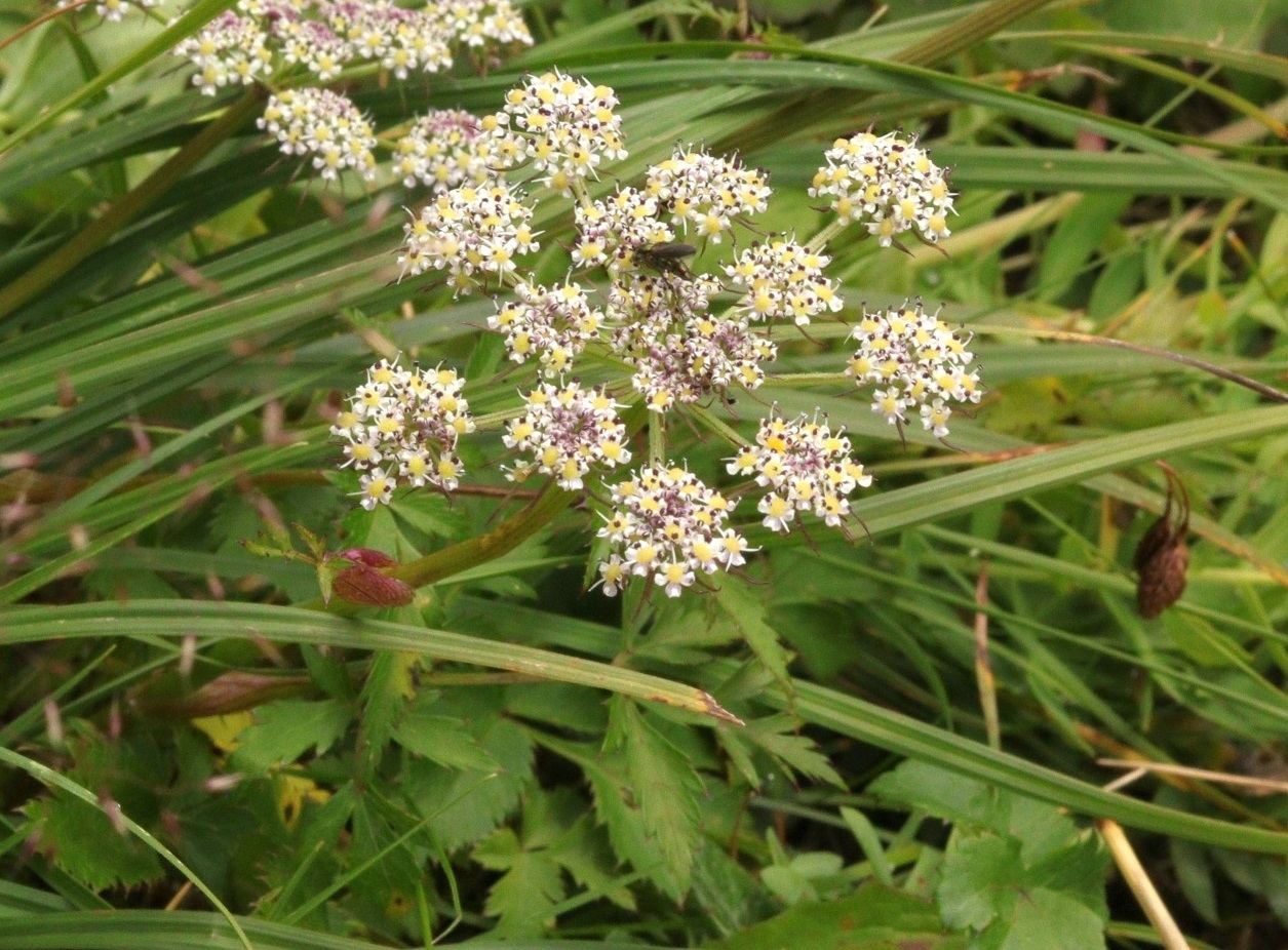 Изображение особи Kitagawia terebinthacea.