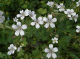 Geranium albiflorum. Верхушки побегов с цветками. Казахстан, Тянь-Шань, Малое Алматинское ущелье, выс. ок. 2750 м н.у.м., западный борт, подножие склона с развалами глыб и низкорослым кустарником. 23.06.2025.