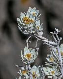 Helichrysum obconicum