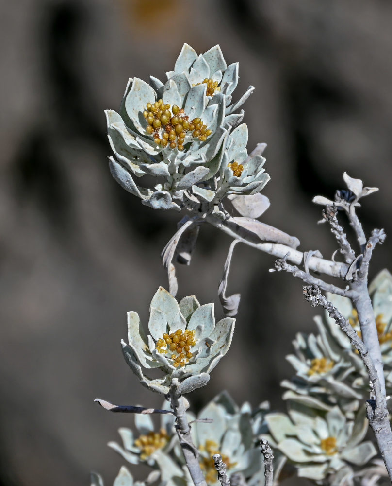 Image of Helichrysum obconicum specimen.