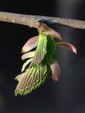 Ulmus laevis. Молодой побег. Санкт-Петербург, 28.04.2011.