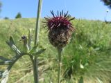 Centaurea kotschyana. Часть побега со боковой корзинкой. Болгария, гора Рила, вдоль хр. Бричебор, горный луг. 30 июля 2024 г.