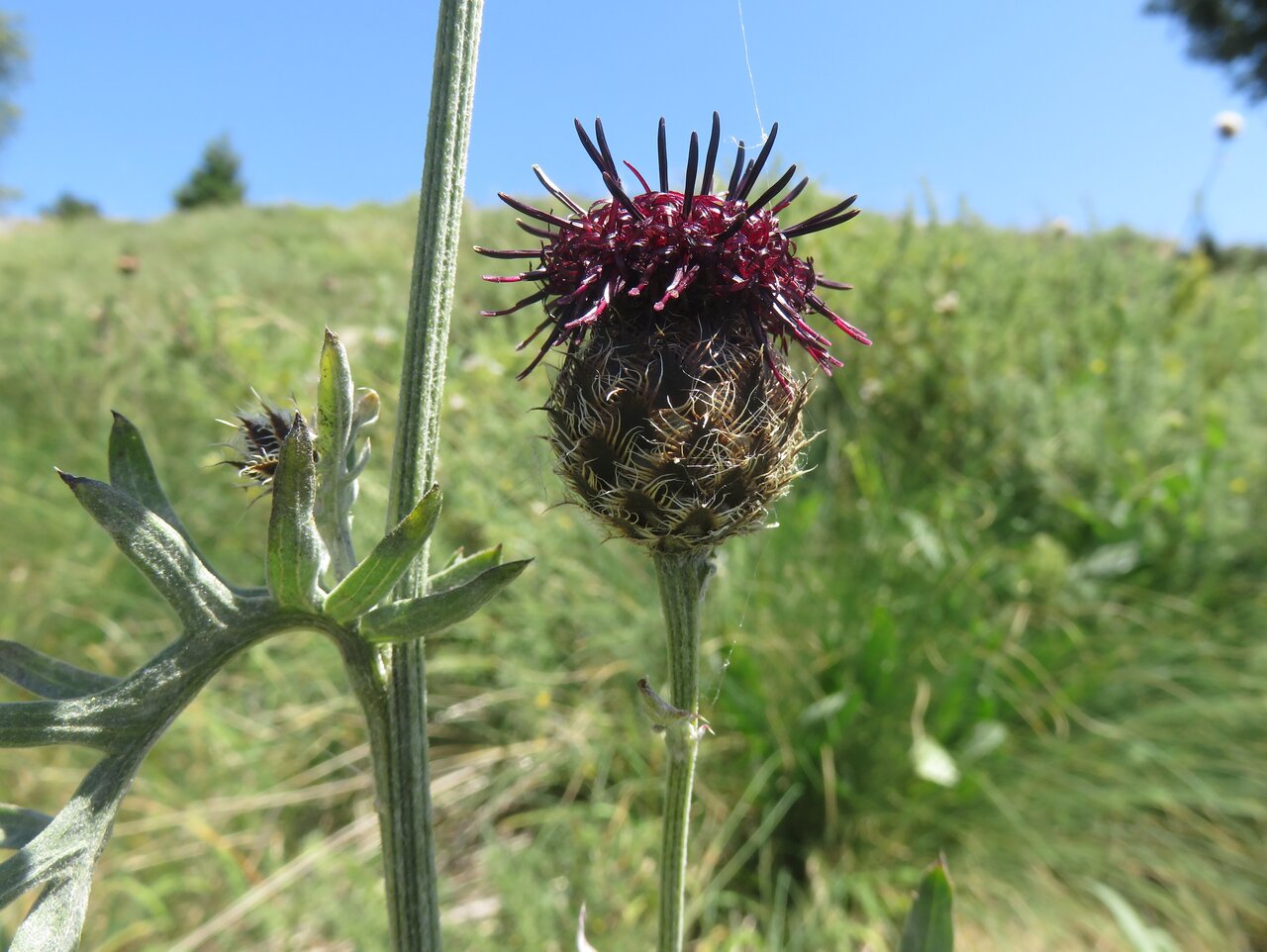 Image of Centaurea kotschyana specimen.