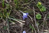 Crocus reticulatus. Цветущее растение. Кавказский биосферный запов., плато Лагонаки, хр. Каменное Море, 250 м к югу от ретранслятора, край большого карстового провала, луг. 7 мая 2025 г.
