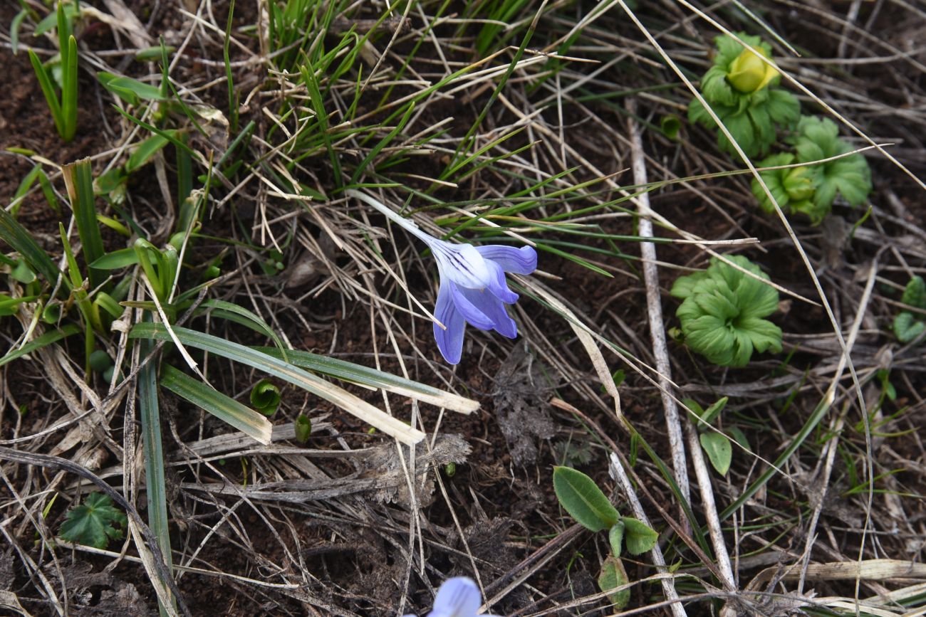 Изображение особи Crocus reticulatus.