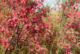 Calligonum aphyllum. Часть кроны плодоносящего растения. Астраханская обл., Наримановский р-н, окр. с. Николаевка, опустыненная степь, бархан Большой Брат. 04.06.2026.