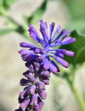genus Bellevalia