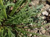 Taraxacum multisectum. Листья. Хабаровский край, г. Комсомольск-на-Амуре, обочина дороги. 22.05.2026.