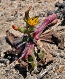 Helminthotheca spinosa. Цветущее растение. Португалия, округ Бежа, мыс Сардао, песчаный участок склона. 06.06.2026.