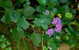 Pericallis aurita
