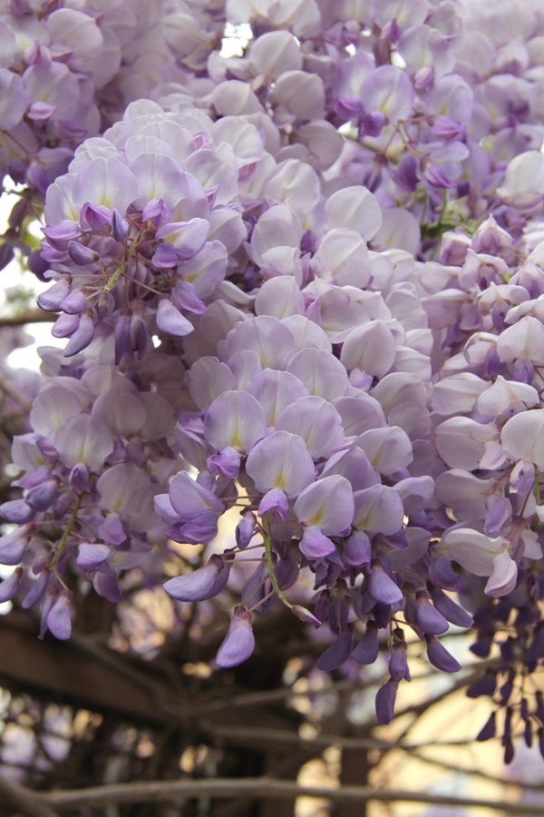 Изображение особи Wisteria sinensis.