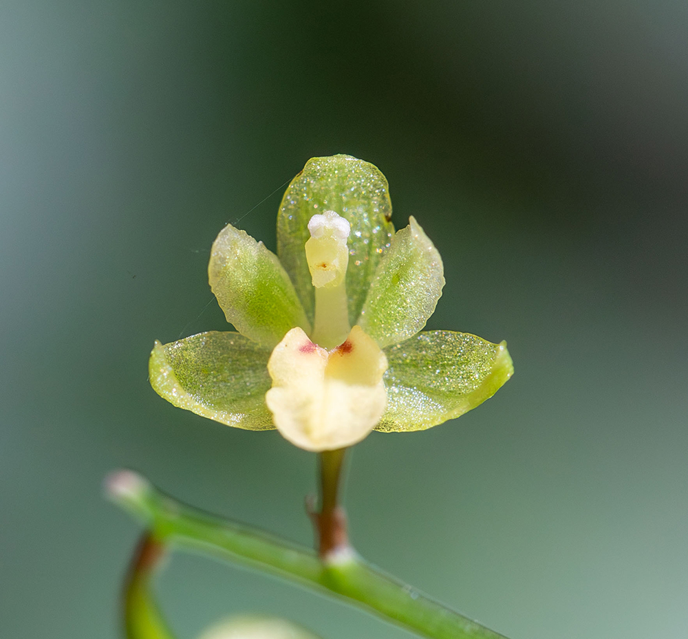 Image of Ephippianthus schmidtii specimen.