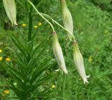 genus Lilium. Распускающиеся цветки. Турция, ил Артвин, окр. дер. Кашикли, склон, который спускается к р. Корпусу от мечети, луг. 12 июня 2026 г.
