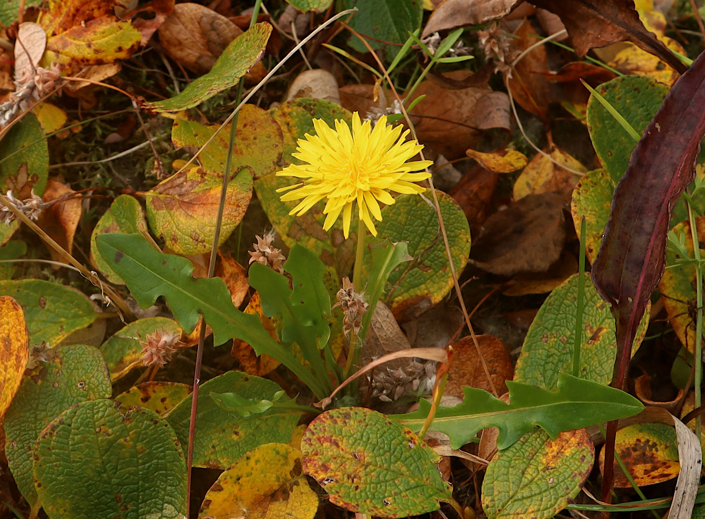 Image of Taraxacum glabrum specimen.