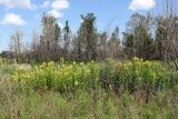 Смотреть изображение Oenothera biennis