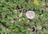 Calystegia soldanella. Побеги с цветком. Приморский край, Хасанский р-н, Зарубинское гор. пос., окр. с. Витязь, прибрежная каменистая терраса. 23.07.2026.