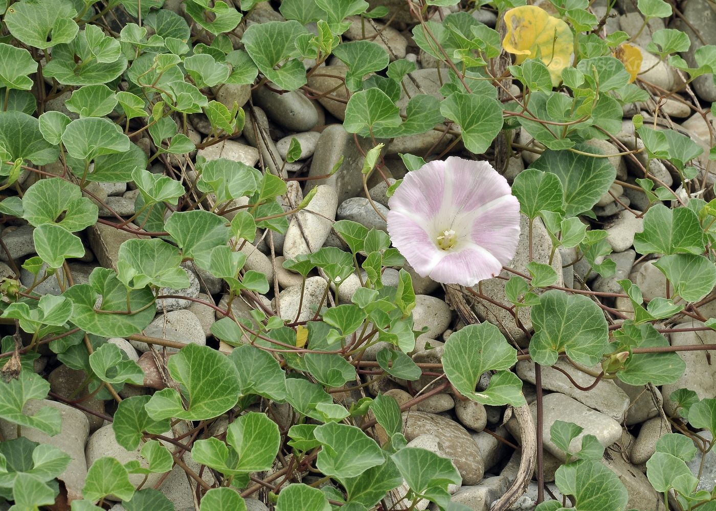 Изображение особи Calystegia soldanella.