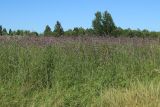 Cirsium arvense. Заросль цветущих растений. Беларусь, Витебская обл., окр. дер. Местечко, использовавшийся для выпаса крупного рогатого скота суходольный луг. 18.07.2026.