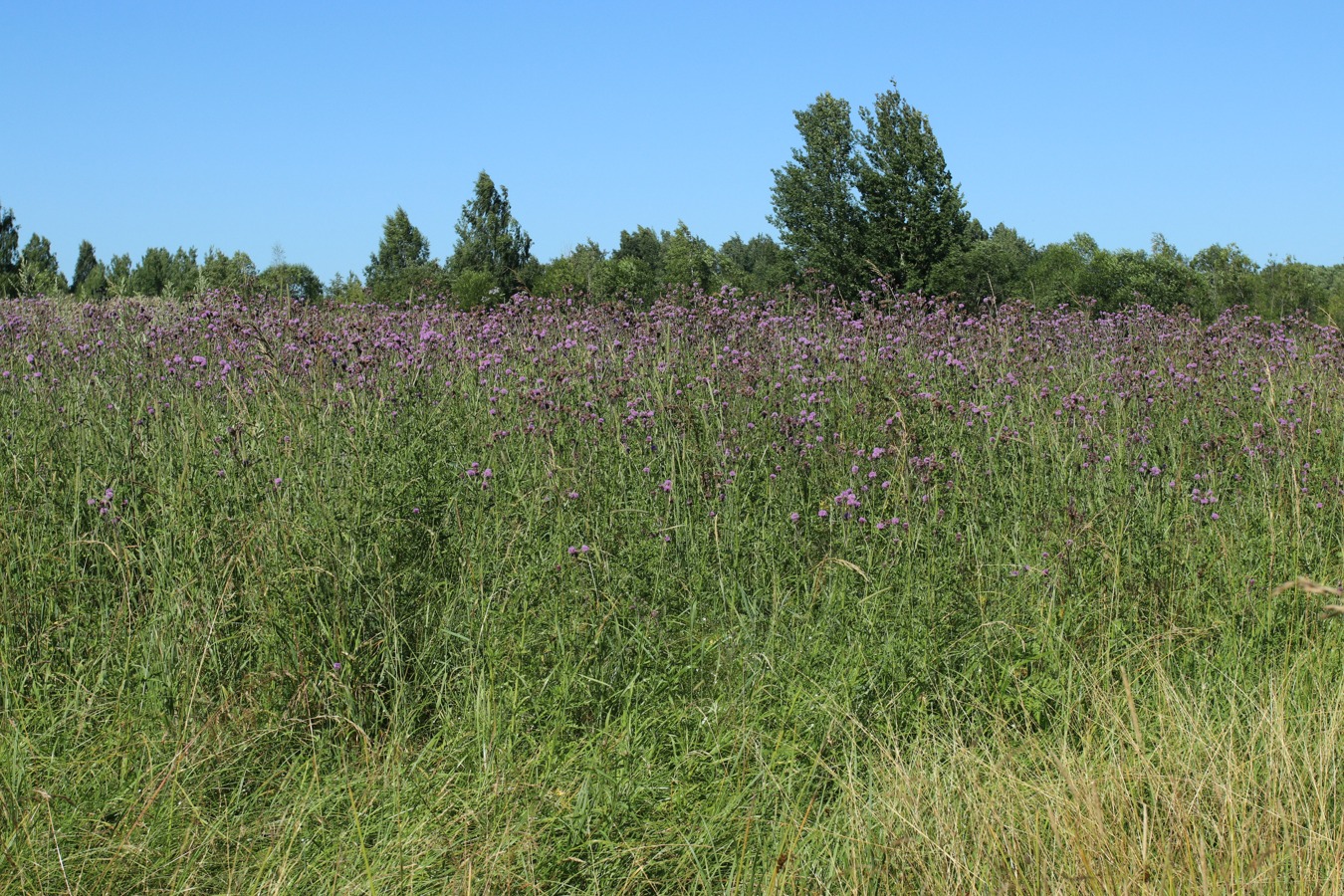 Изображение особи Cirsium arvense.